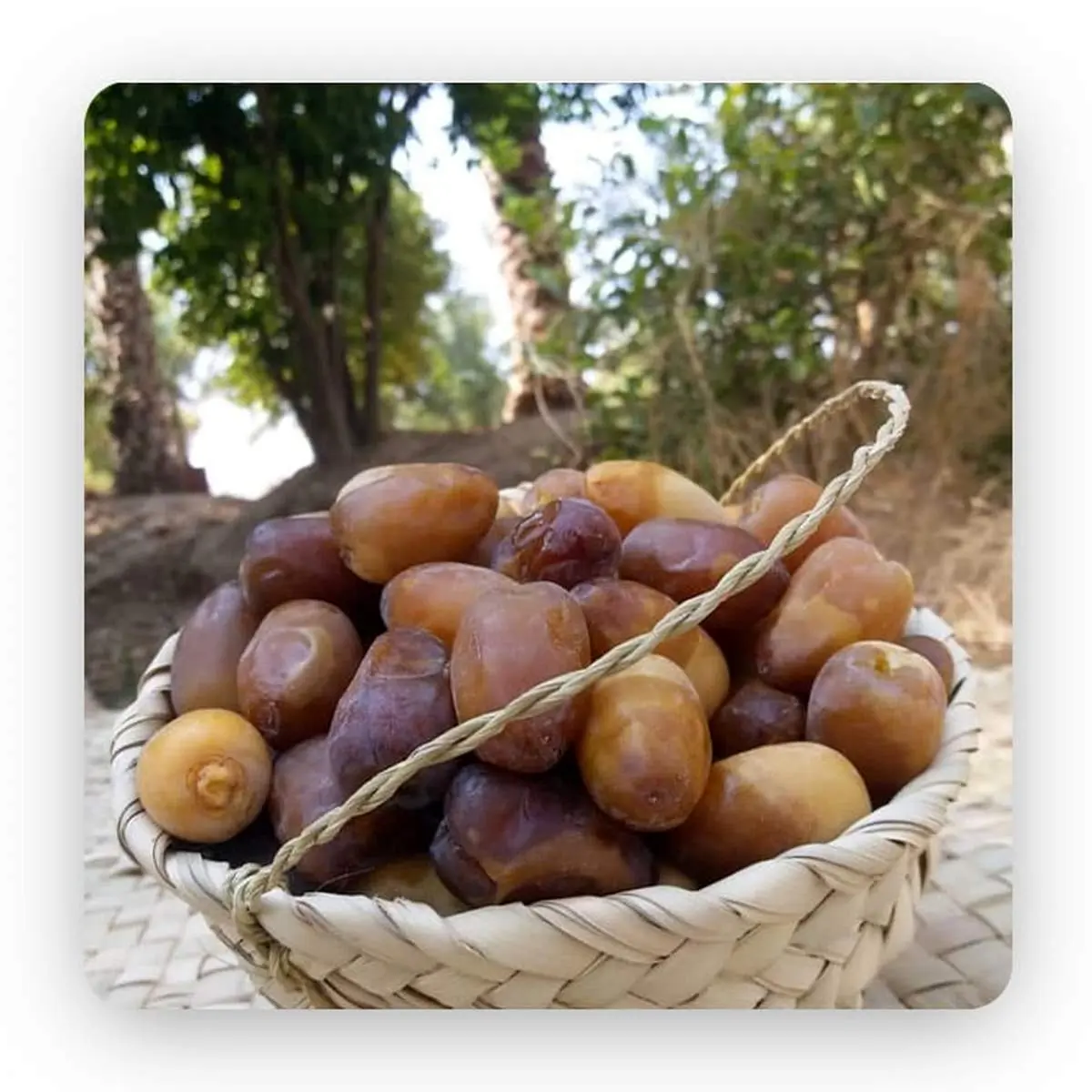 آخرین نرخ خرما و رطب؛ آبان ۱۴۰۴