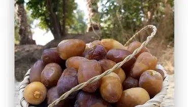 آخرین نرخ خرما و رطب؛ آبان ۱۴۰۴