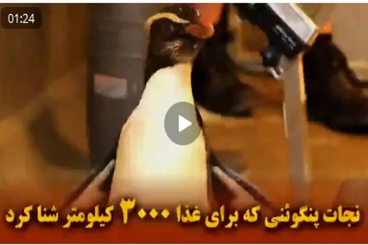 فیلم|نجات پنگوئنی که برای غذا ۳۰۰۰ کیلومتر شنا کرد