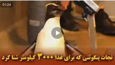 فیلم|نجات پنگوئنی که برای غذا ۳۰۰۰ کیلومتر شنا کرد