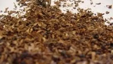صادرات توتون ۱۰ برابر شد