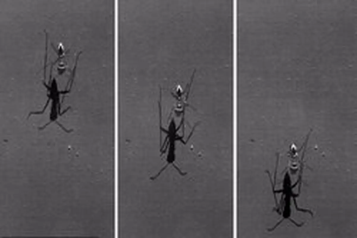 مورچه‌ای که از یوزپلنگ هم تندتر می‌دود