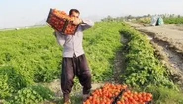 قیمت رب نصف شد