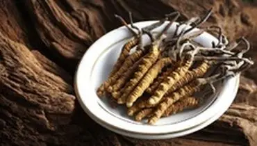 گران قیمت‌ترین انگل دنیا را بشناسید/ هر نیم کیلو ۶۰ هزار دلار!