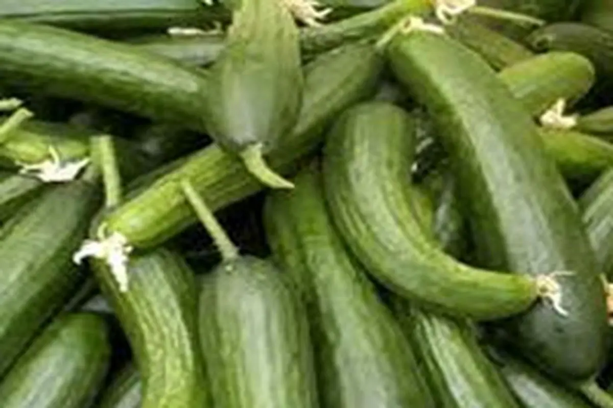 خیار از این سرطان جلوگیری میکند