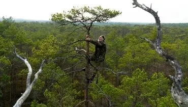 تبحر مرد ۷۲ ساله در بالا رفتن از درخت! +عکس