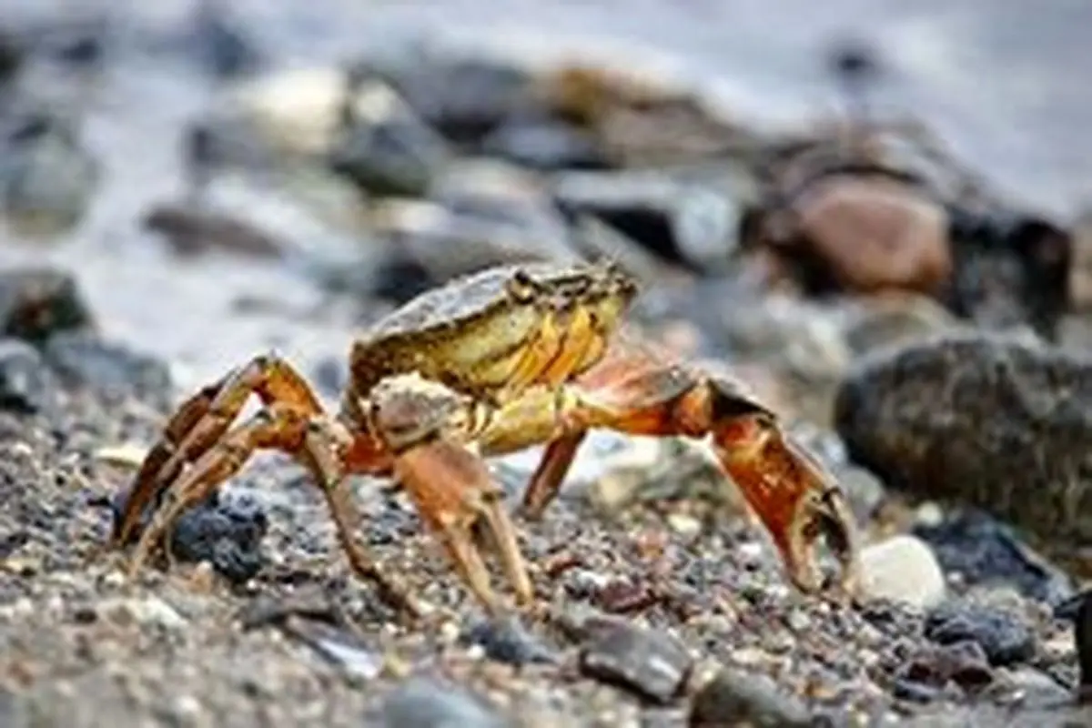 خرچنگ‌ها می‌توانند مسیر‌های پیچیده را به خاطر بسپارند!