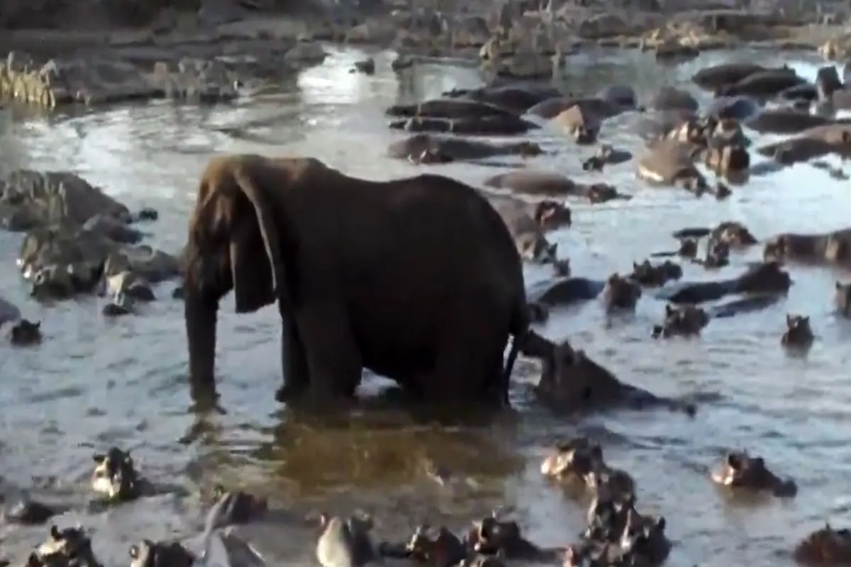 فیلم| تلاش مذبوحانه اسب آبی برای خوردن فیل!
