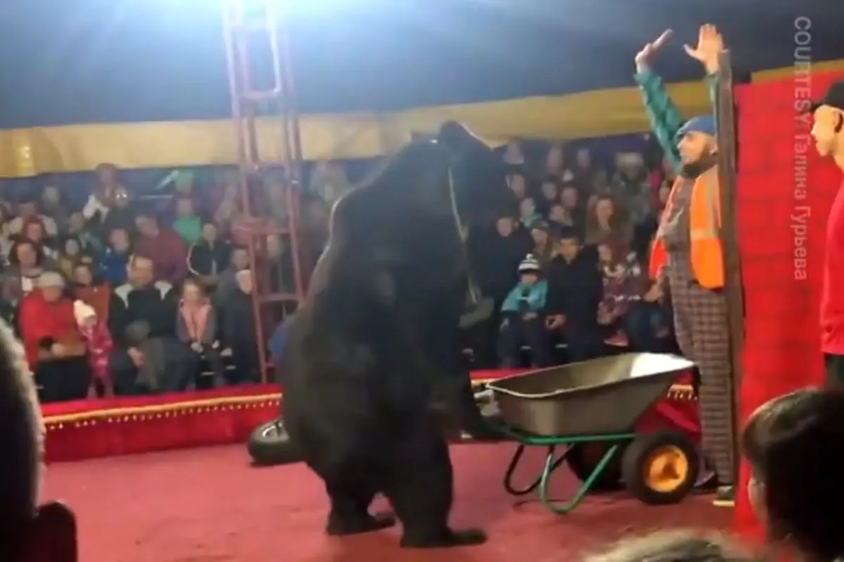 فیلم|حمله خرس بی اعصاب به مربی سیرک