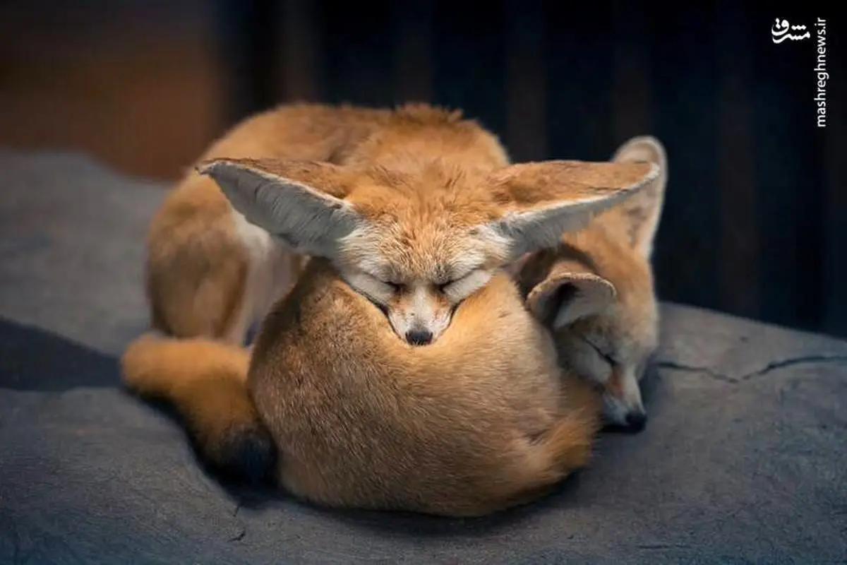 خواب زیبای دو روباه+عکس
