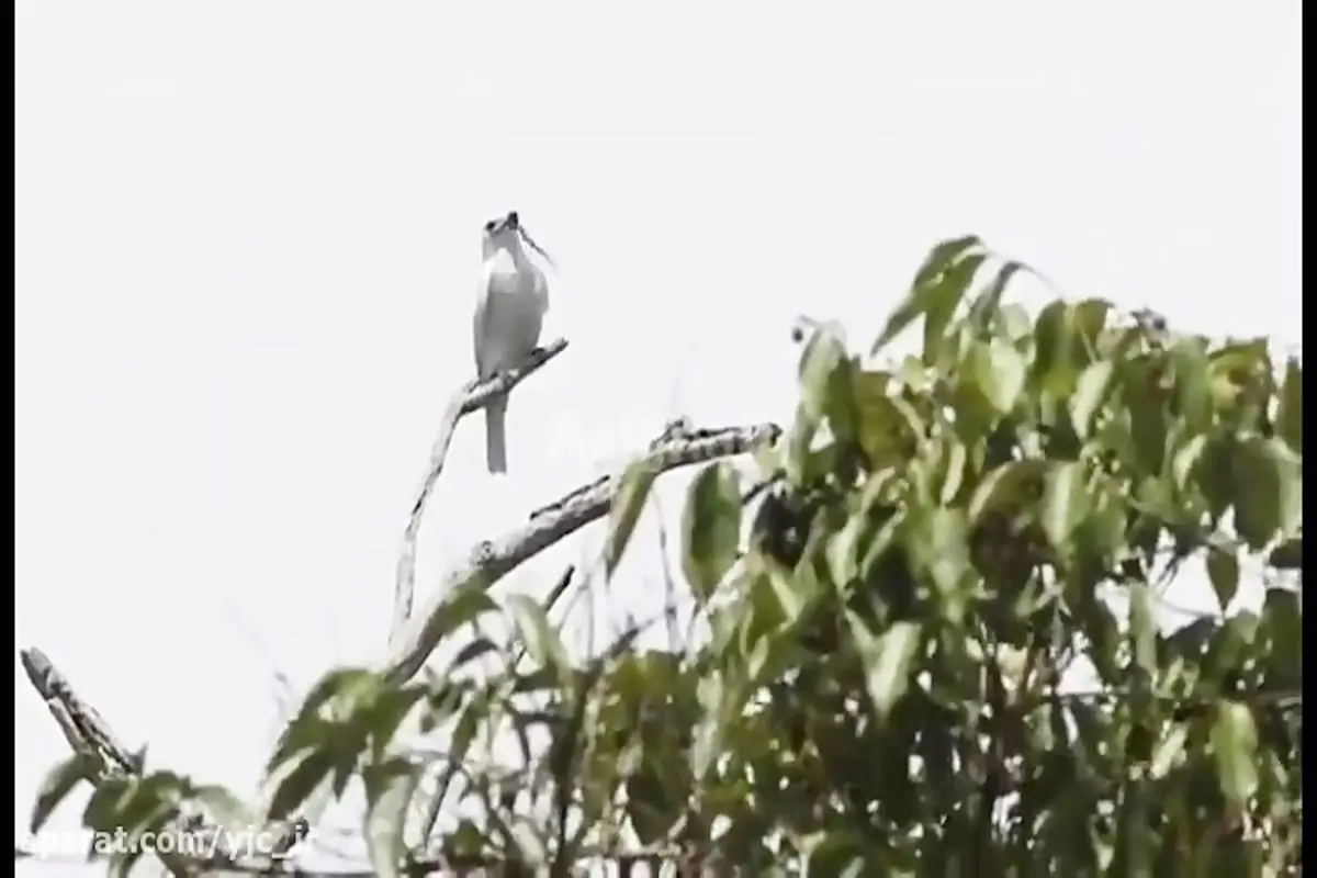 فیلم| گوش‌خراش‌ترین پرنده جهان!