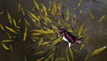 عکس هوایی از حمله تمساح‌ها به اسب آبی