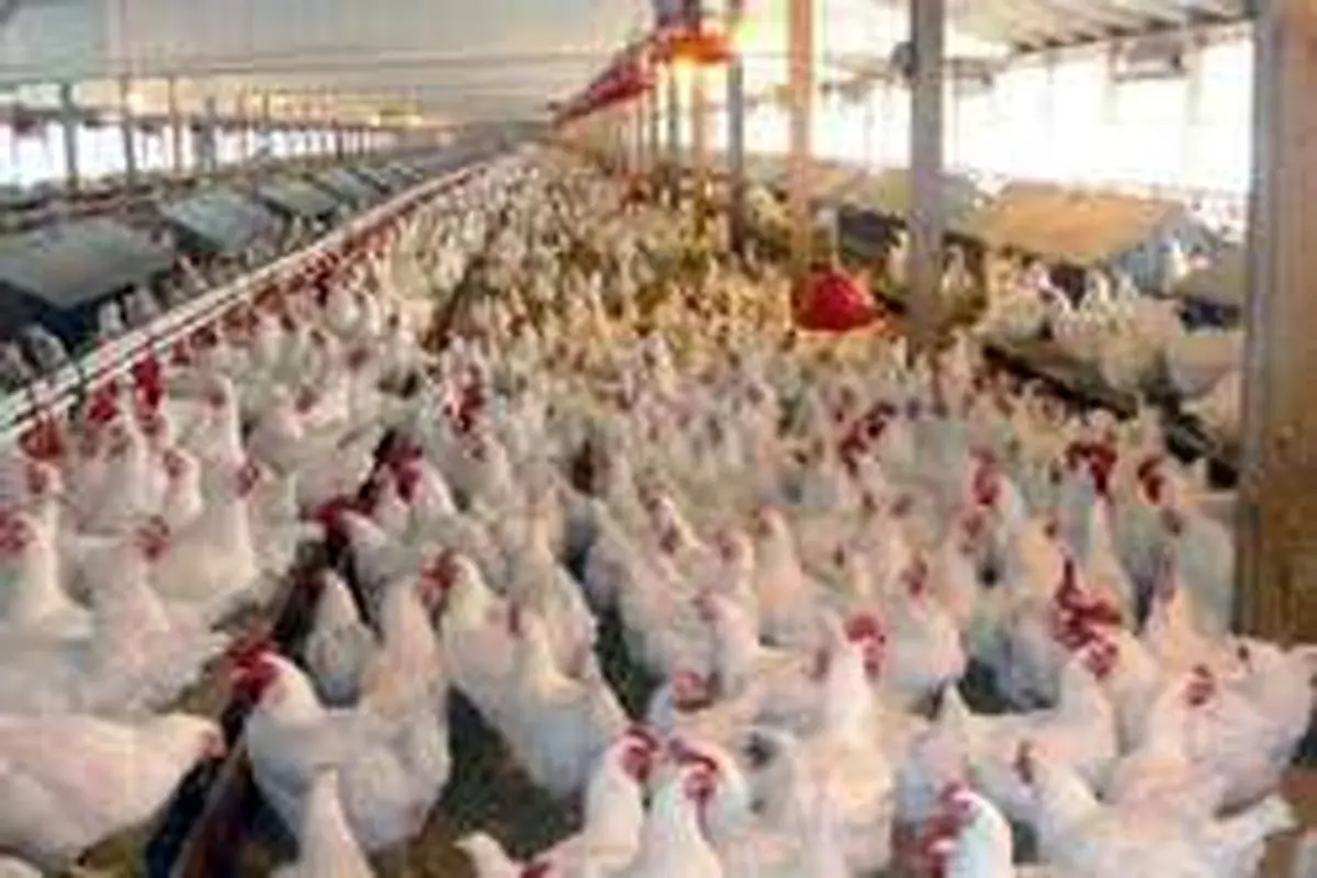 استمرار ثبات قیمت مرغ تا پایان هفته/قیمت هر کیلو مرغ ۱۳ هزار و ۵۰۰ تومان