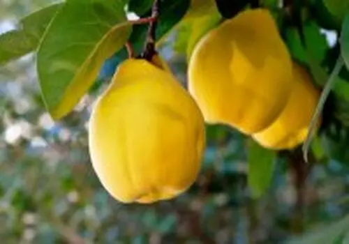 طرز تهیه دسر و غذاهای خوشمزه ساده با میوه 