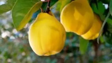 میوه ضدسرطان که موجب کاهش وزن می‌شود