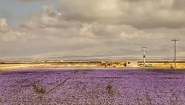 زعفران امسال ۵ میلیون تومان ارزان شد