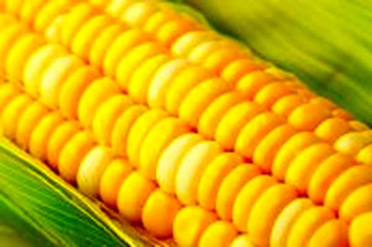 مزایای مصرف فیبر خوراکی
