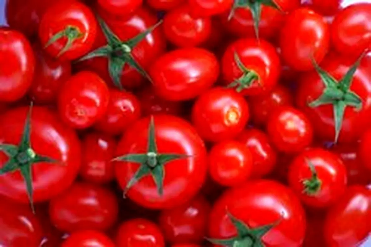 گرانی ۵۰ درصدی قیمت گوجه فرنگی در بازار