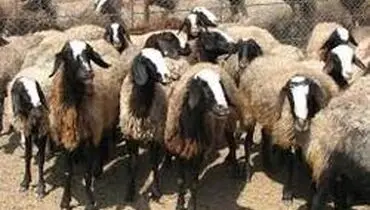 تلف شدن ۴۸ راس دام سبک در اثر صاعقه