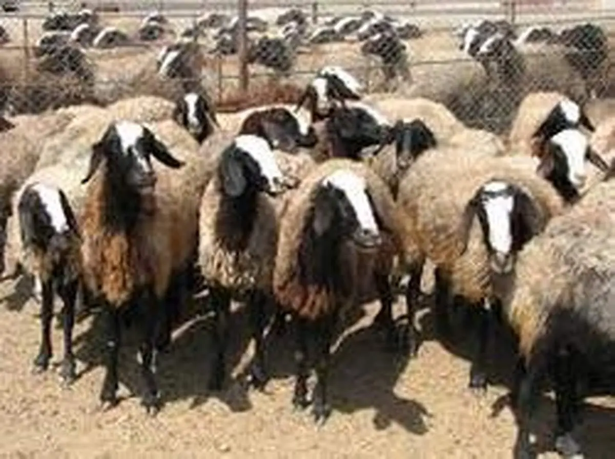 تلف شدن ۴۸ راس دام سبک در اثر صاعقه