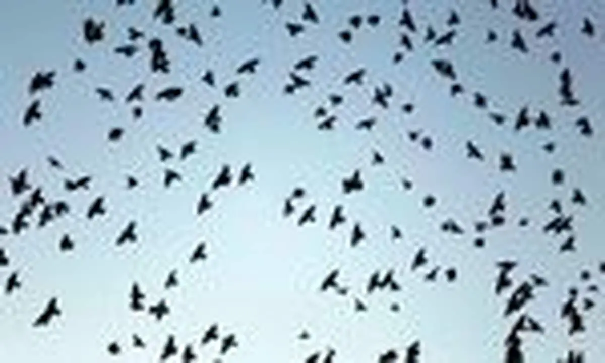 میهمانان زیبای آسمان همدان