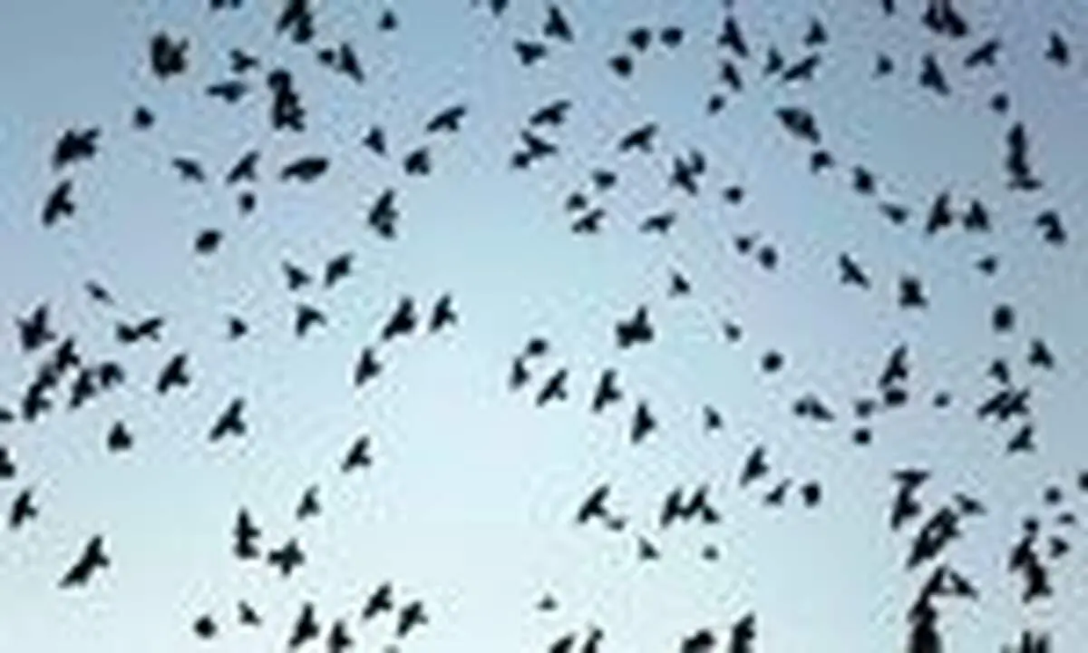 میهمانان زیبای آسمان همدان