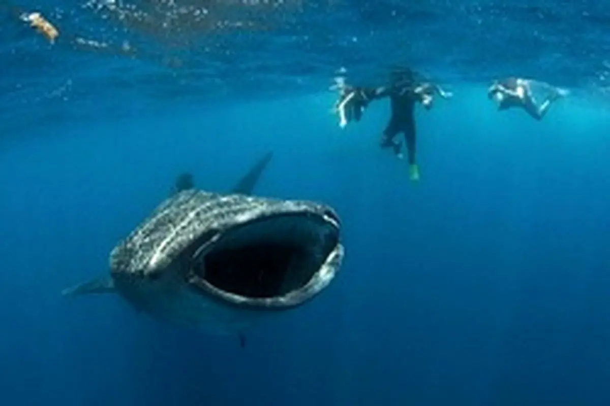 کشف گونه جانوری جدید در دهانِ نهنگ در ژاپن
