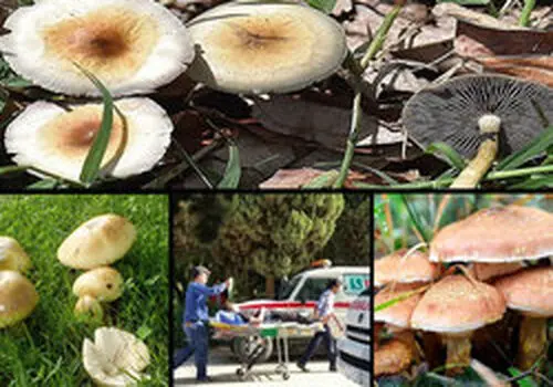 مرگ دردناک 2 خواهر با خوردن قار‌چ‌های سمی