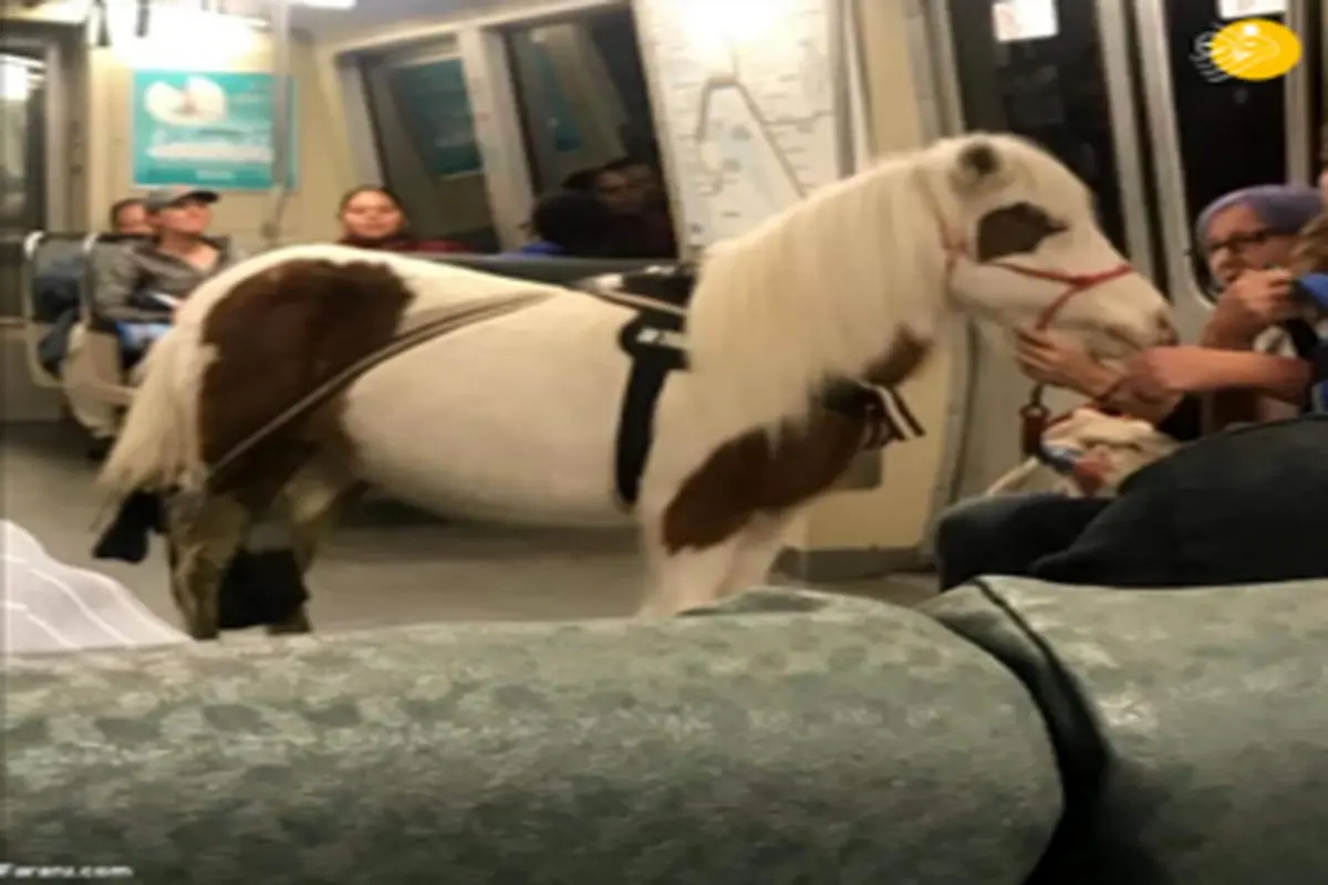 مسافری که با اسب سوار مترو شد! +تصاویر