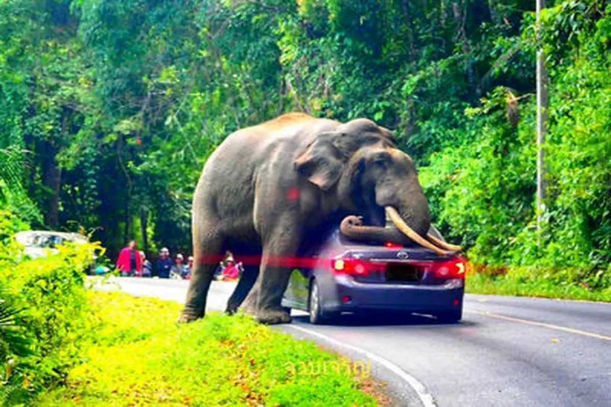 تصویر استراحت یک فیل روی سقف خودرویی در تایلند پربازدید شد