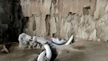 کشف مهیج پژوهشگران: انسانها، ماموت‌ها را به قتل می‌رساندند!
