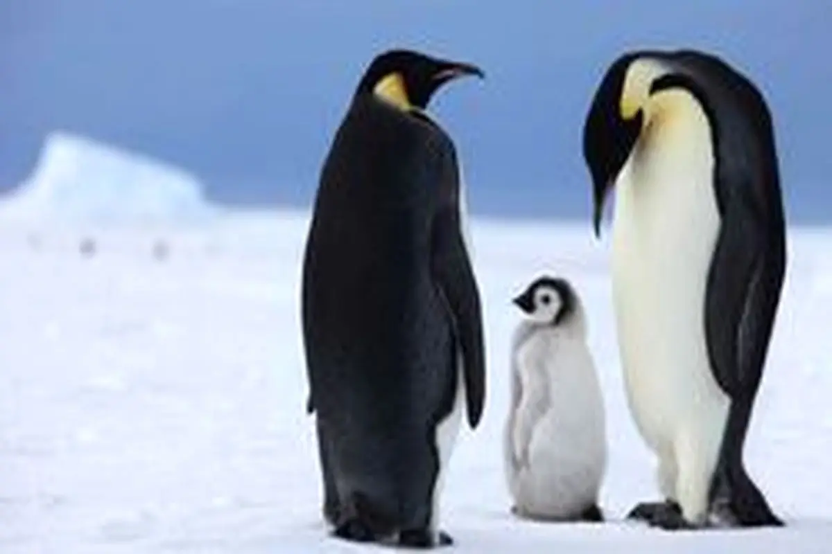 نسل پنگوئن‌های امپراتور تا ۸۰ سال آینده منقرض می‌شود