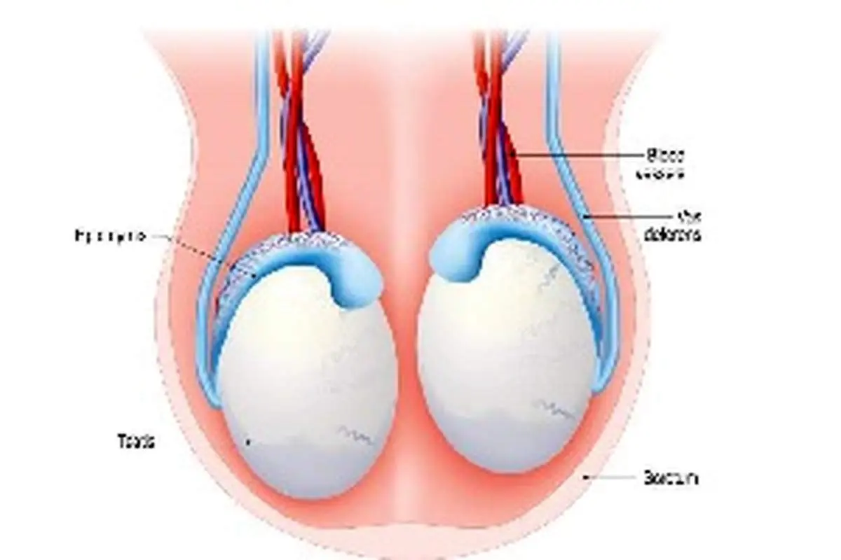 چرا بیضه مرد‌ها درد می‌کند؟ درمان درد بیضه
