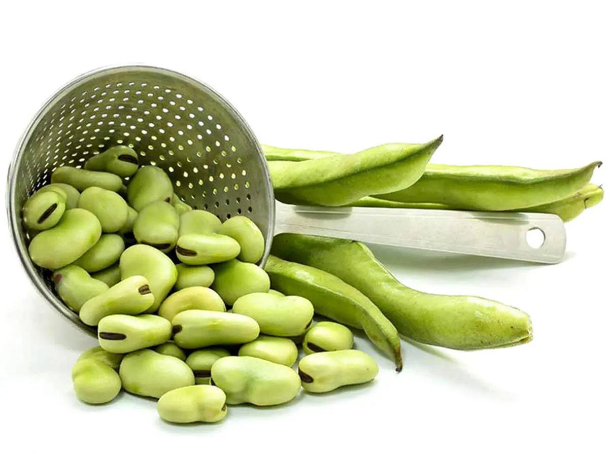 خواص ناشناخته گیاهی که سرشار از املاح معدنی است