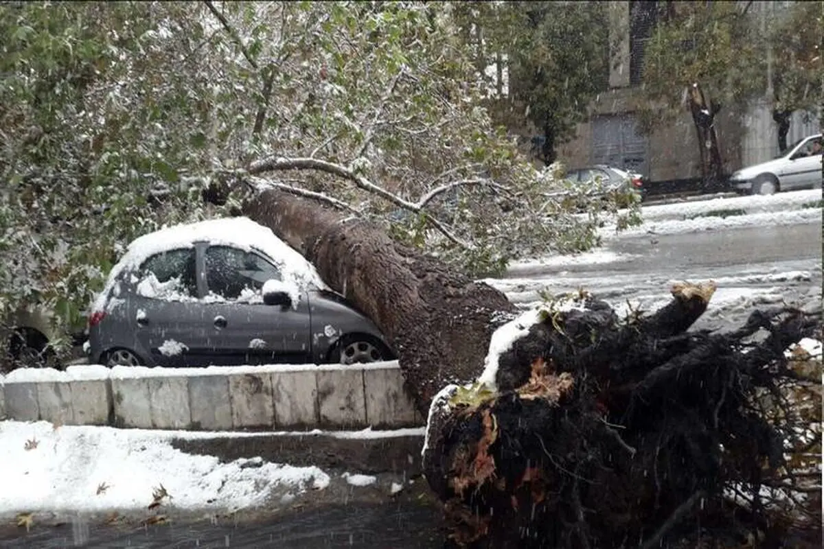 سقوط درخت روی خودرو در قیطریه+عکس