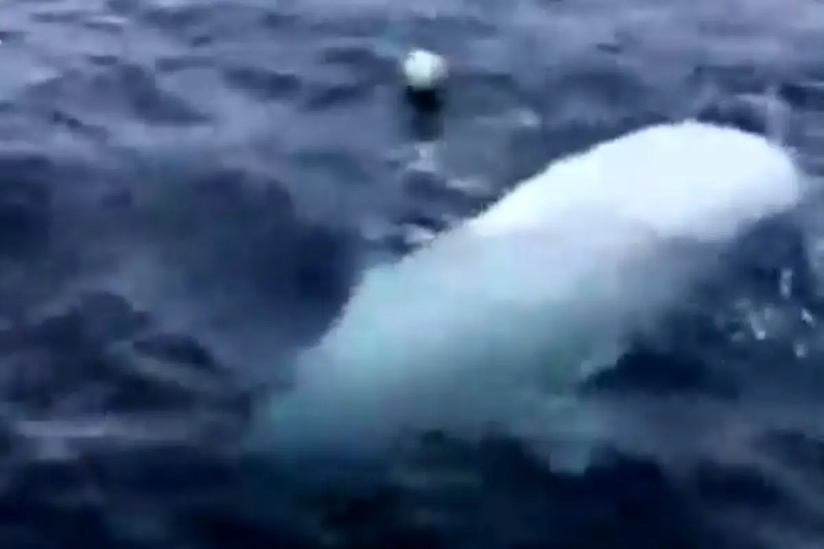 فیلم| توپ بازی با نهنگ سفید وسط دریا