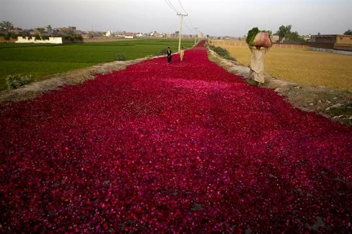 عکس:جاده ای از گلبرگ