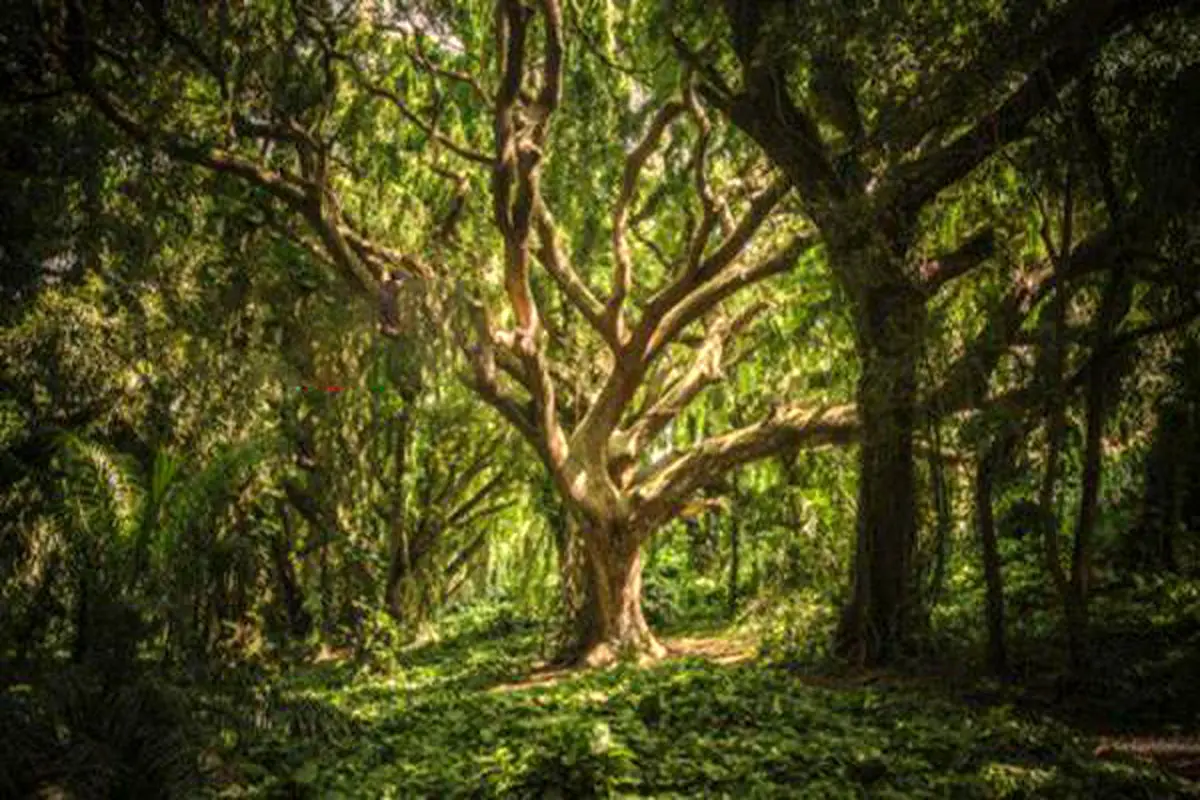 قدیمی‌ترین درخت جهان+عکس