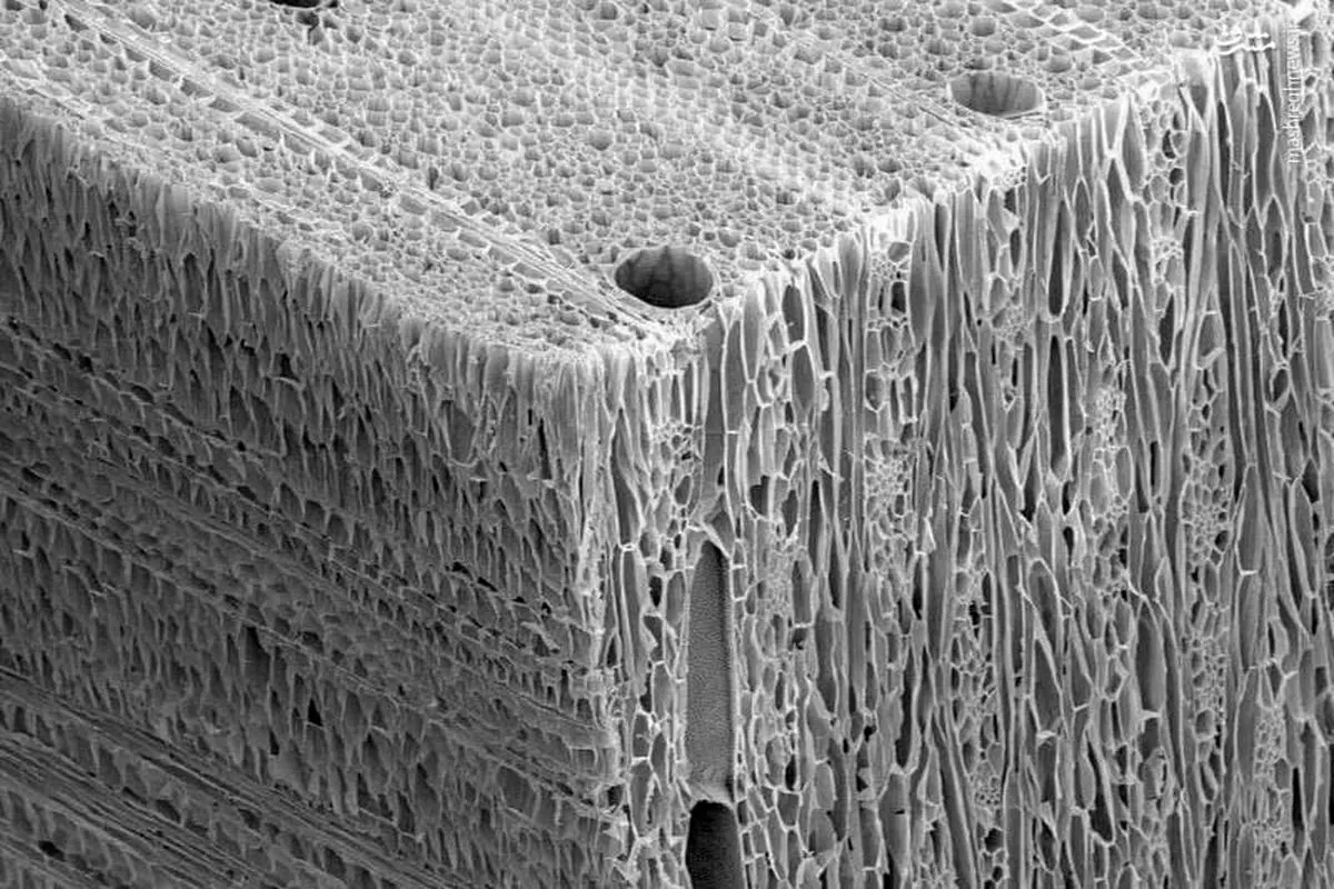یک تکه چوب زیر میکروسکوپ+عکس