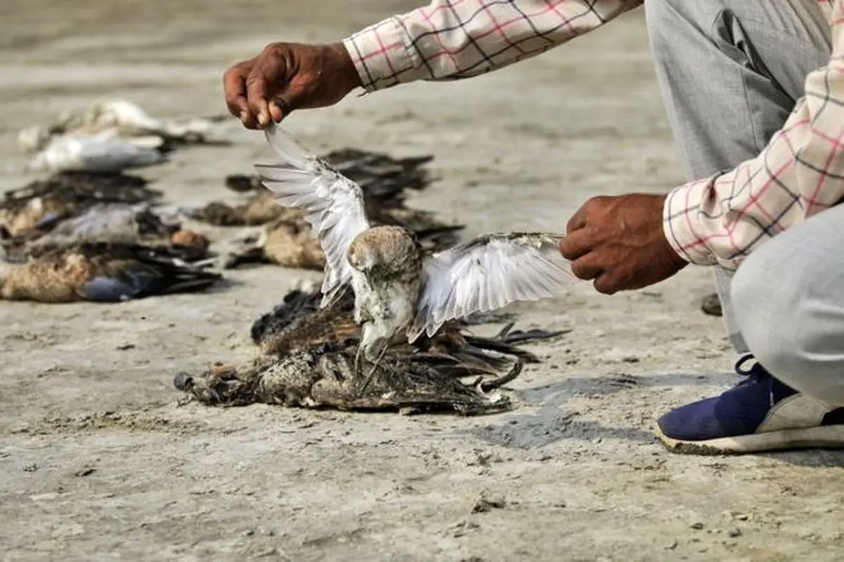 مرگ اسرار آمیز 'هزاران پرنده' در راجستان هند