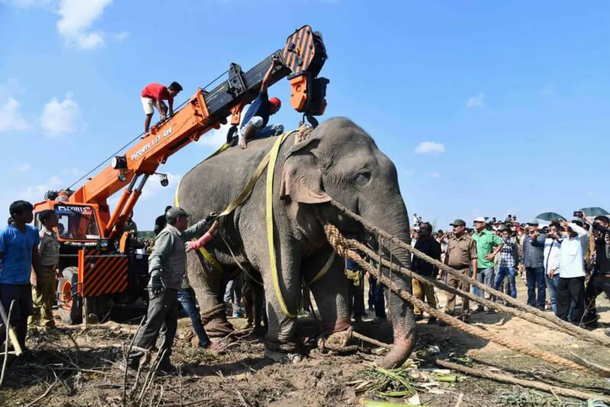 انتقال فیل قاتل در هند +عکس