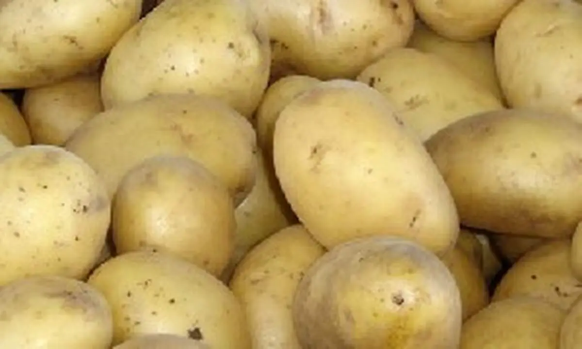 سیب زمینی و ده راز شگفت انگیزآن