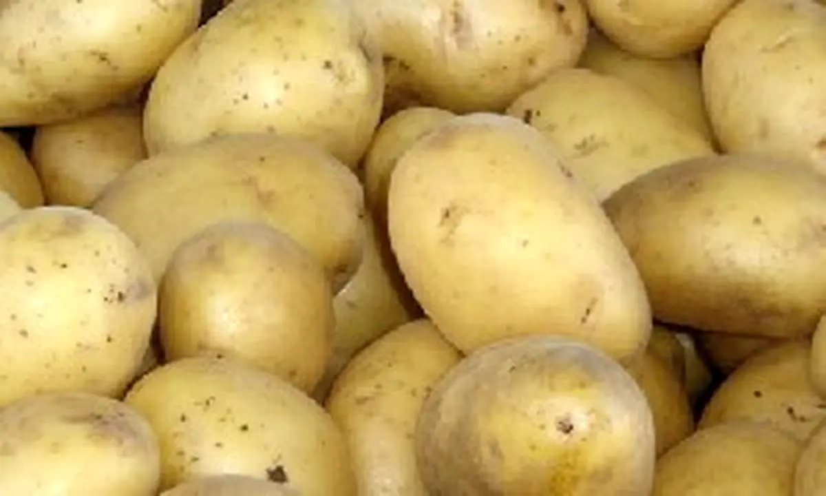 سیب زمینی و ده راز شگفت انگیزآن