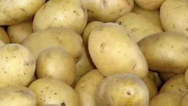 سیب زمینی و ده راز شگفت انگیزآن