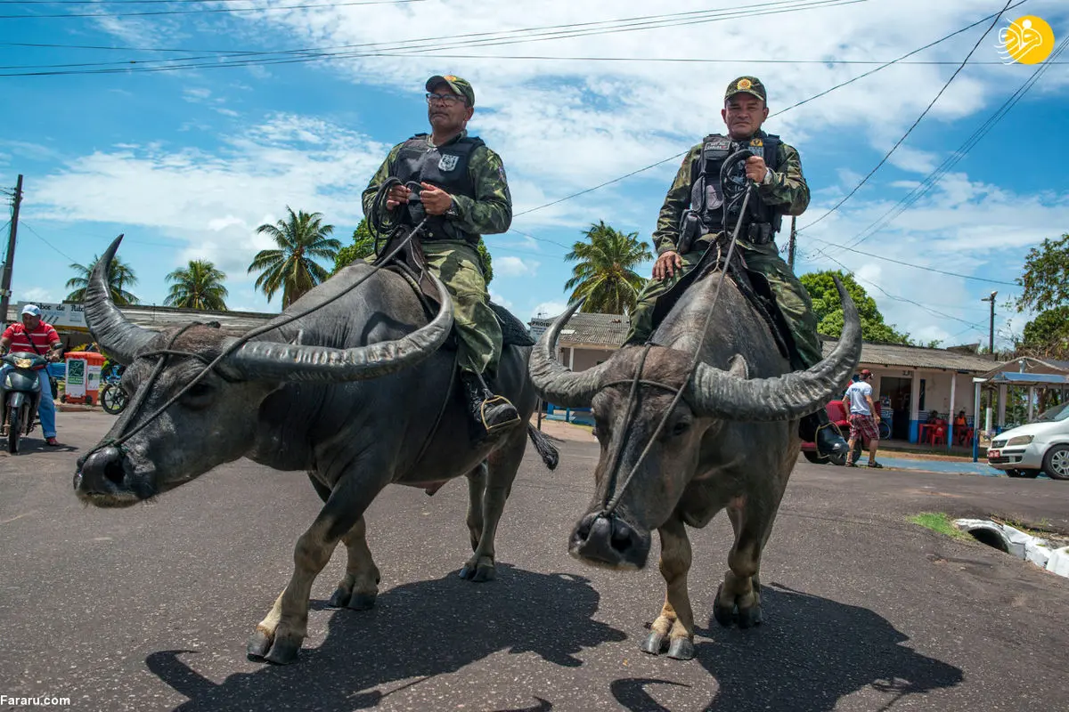 گشت‌زنی سربازان پلیس سوار بر بوفالوها! +عکس