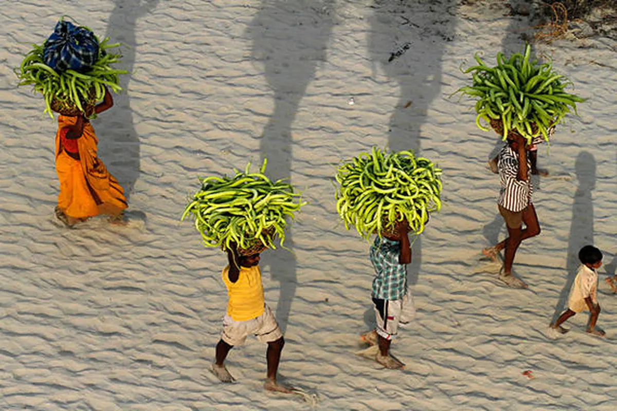 عکس:جمع آوری محصول خیار در هند