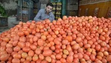 چرا گوجه گران شد؟