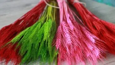 کاشت موفقیت آمیز گندم‌های رنگی در چین +تصویر