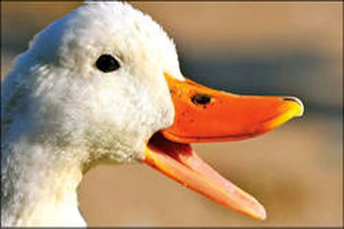 عاقبت شکایت عجیب از اردک های پر و صدا