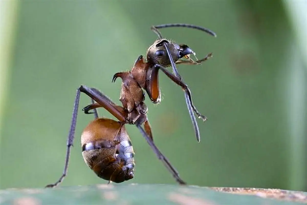 عکس:مورچه ای که پوست را تکه تکه می کند